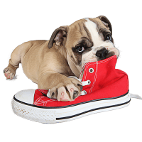 dog eating shoe