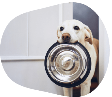 dog with plate